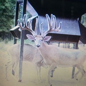 Meet your Posher, George